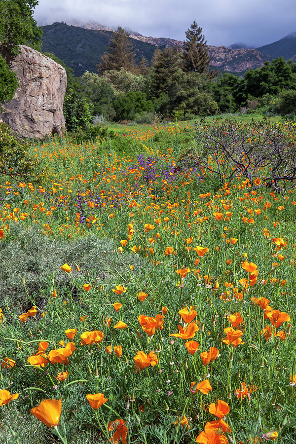 California poppies, meadow at Santa Barbara Botanic Garden Photograph by Saxon Holt