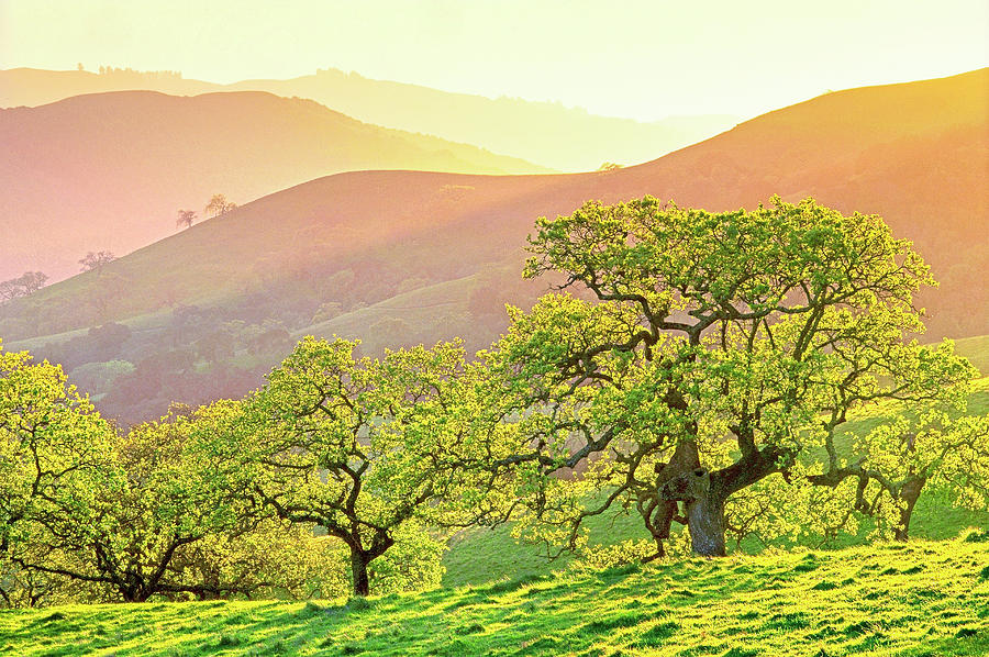 California Oaks in Spring Photograph by Saxon Holt