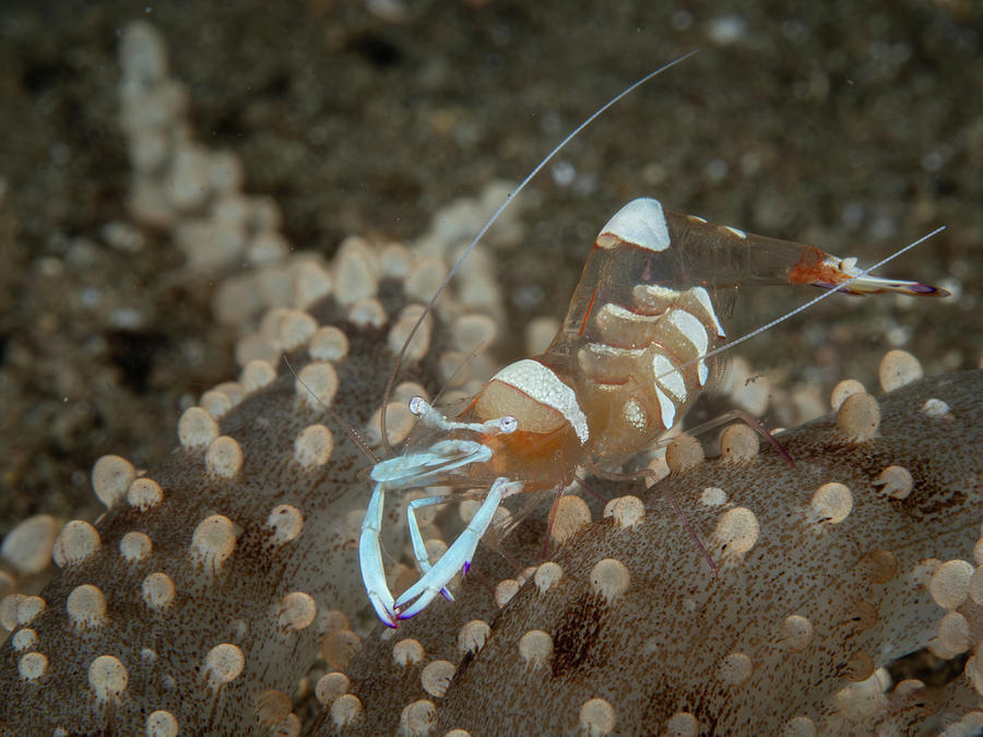 Holthuis Anemone Shrimp Photograph by Brian Weber
