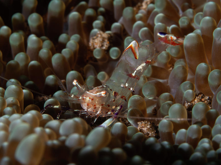 Holthuis Cleaner Shrimp Photograph by Brian Weber