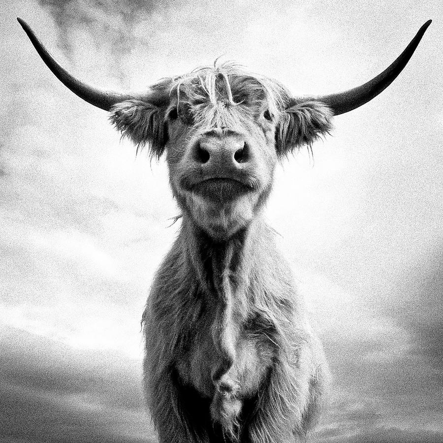 Black And White Photograph - Holy Cow by Louise Tanguay