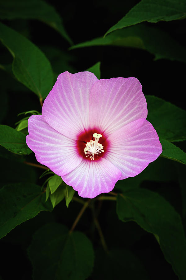 Holy Hibiscus Photograph by Robert Mintzes