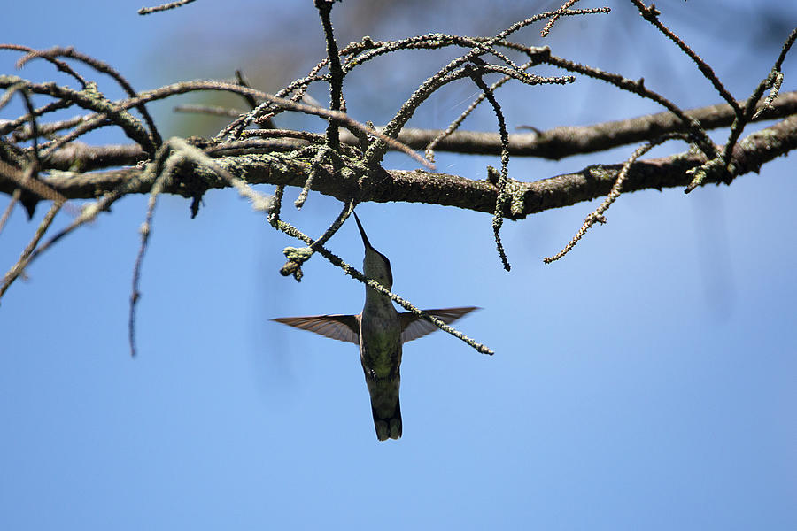 Holy Hummingbird Photograph By David Stasiak Fine Art America 9885