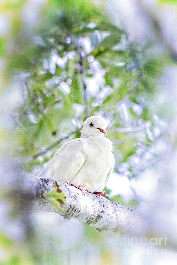 Holy Spirit descending as a dove Photograph by Ella Kaye Dickey