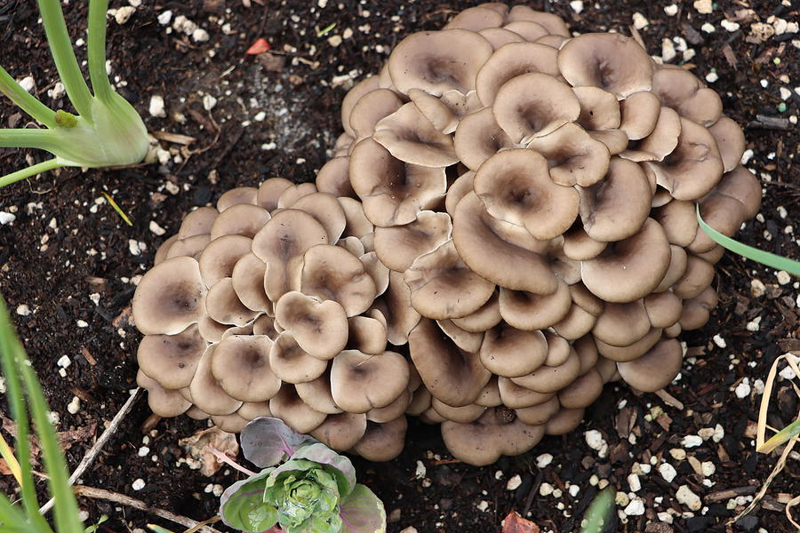Home Grown Oyster Mushroom Digital Art by Tom Janca