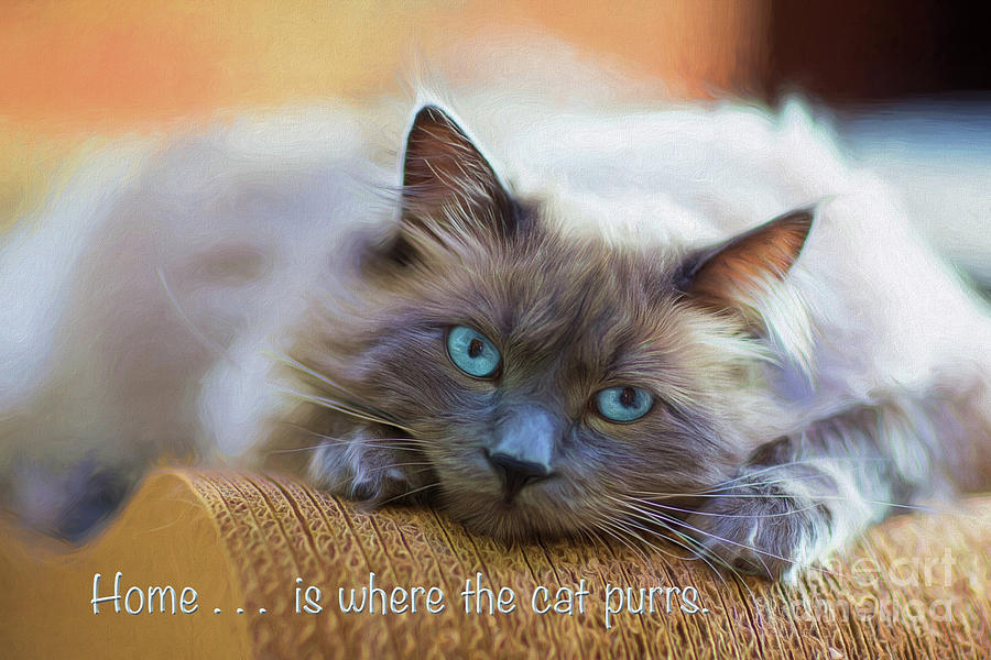 Cat Photograph - Home Is Where The Cat Purrs by Sharon McConnell