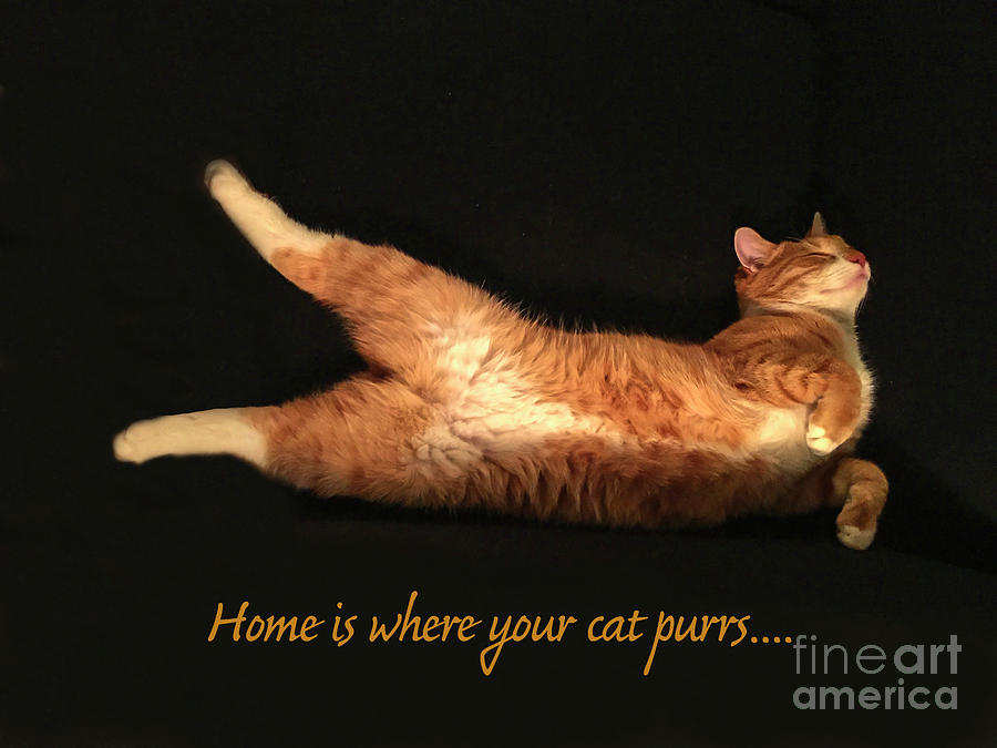 Home is where your cat purrs Photograph by Patricia Hofmeester