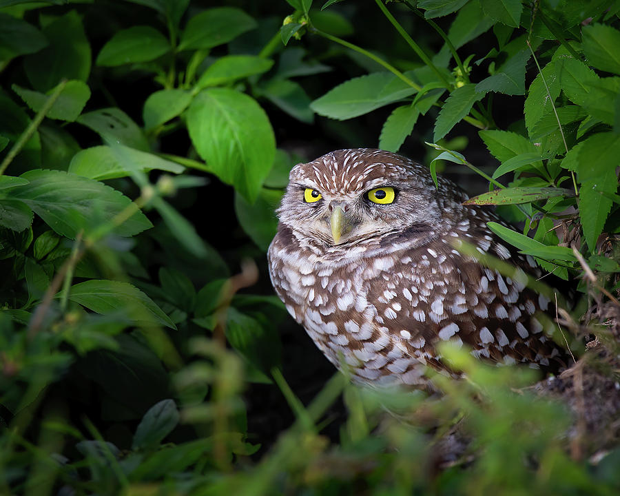 Home of the Burrowing Owl Photograph by Mark Andrew Thomas