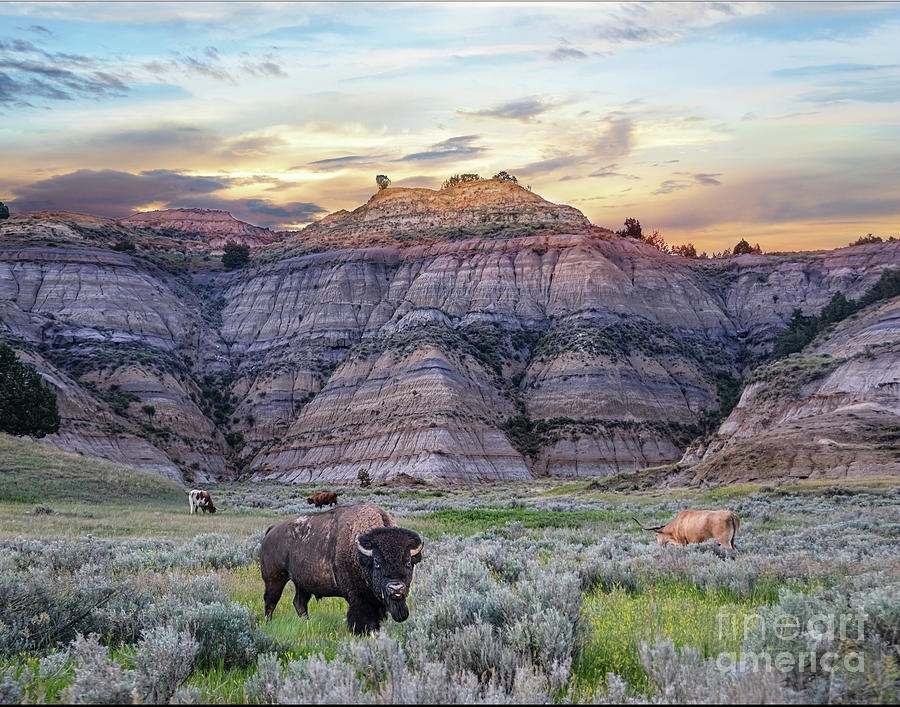 Buffalo Photograph - Home on the Range by Stacey Granger
