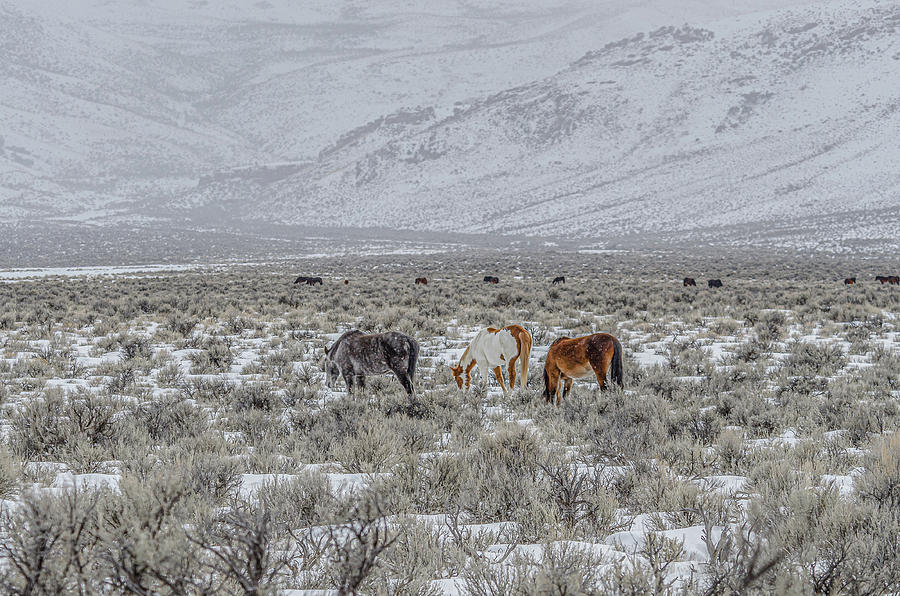 Home On The Range Photograph by Yeates Photography
