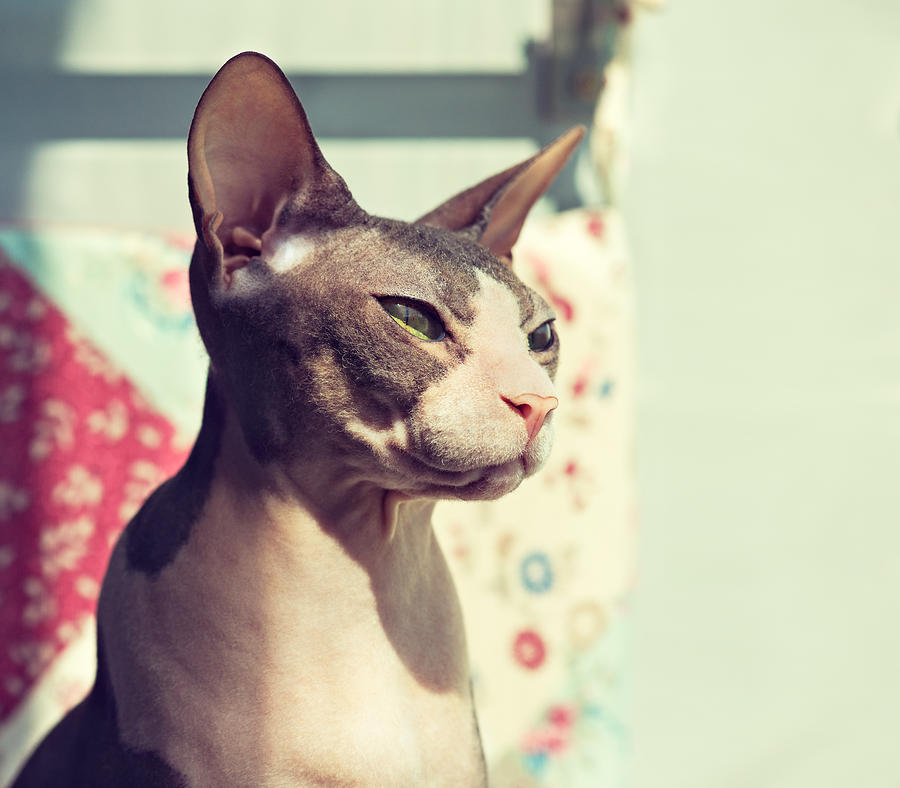 Home pet. Sphinx breed cat. Photograph by EdwardDerule