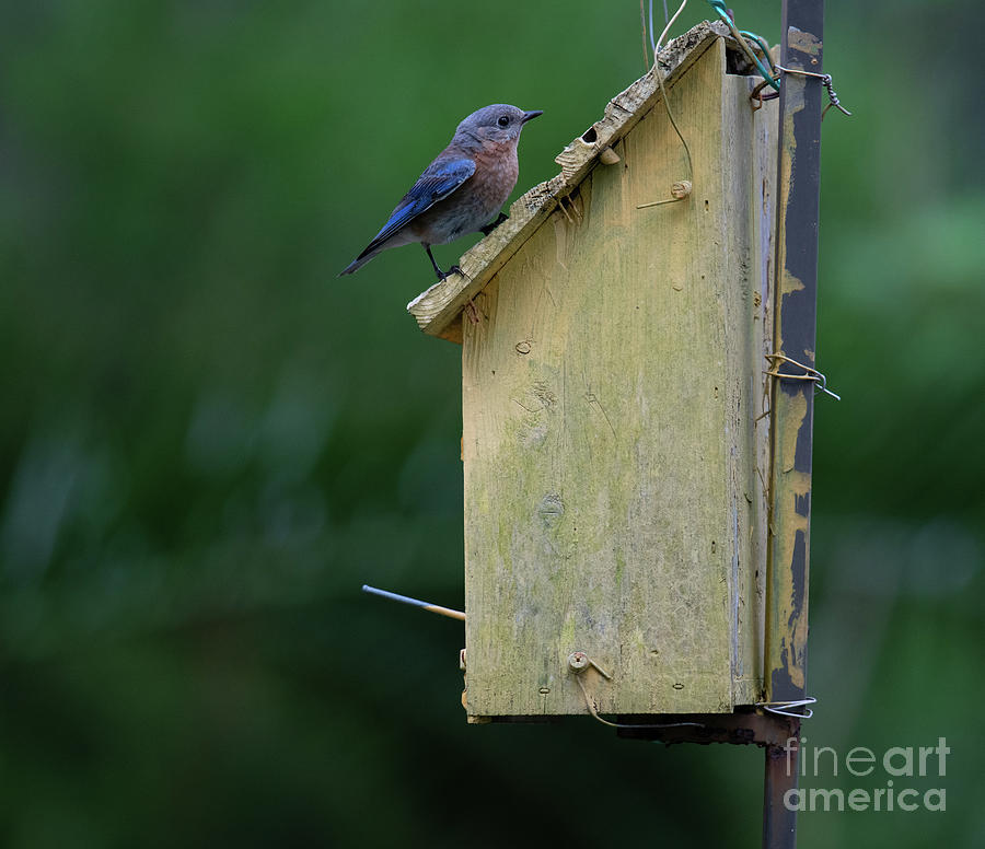Home Sweet Home - Blue Bird  Photograph by Dale Powell