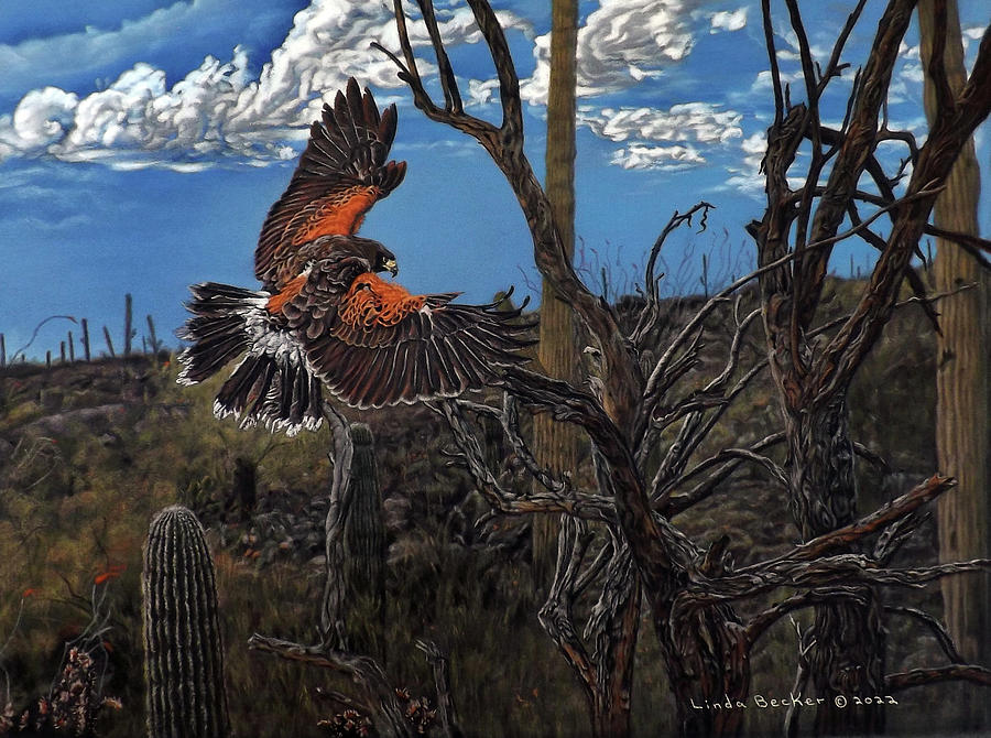 Home to the Harris Hawk Painting by Linda Becker