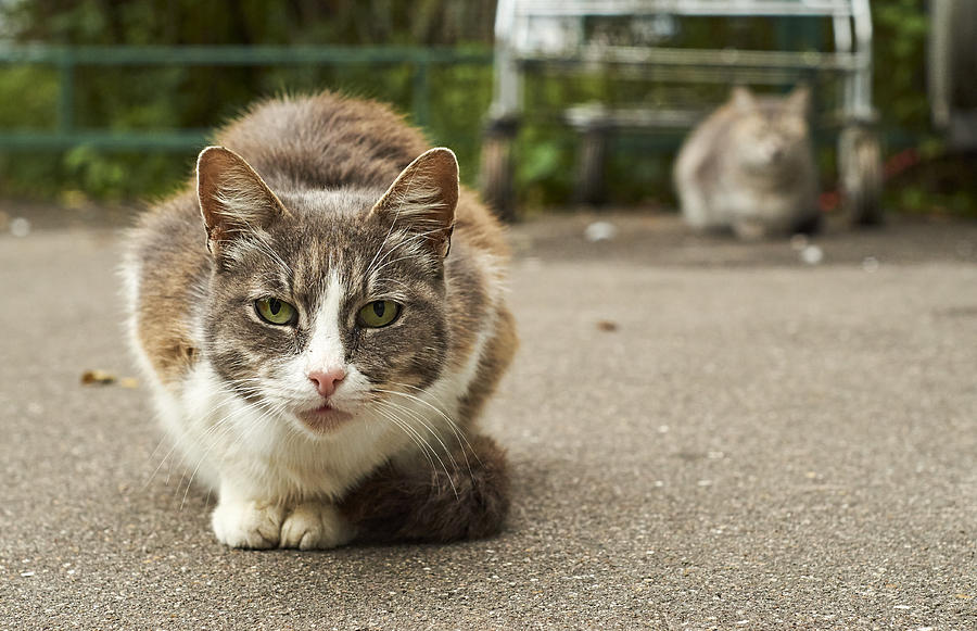 Homeless cats in the street Photograph by Dzurag
