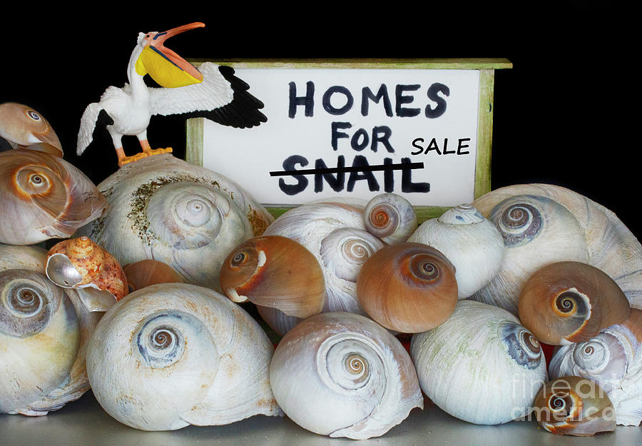 Homes For Snail...Sale 2 Photograph by Bob Christopher