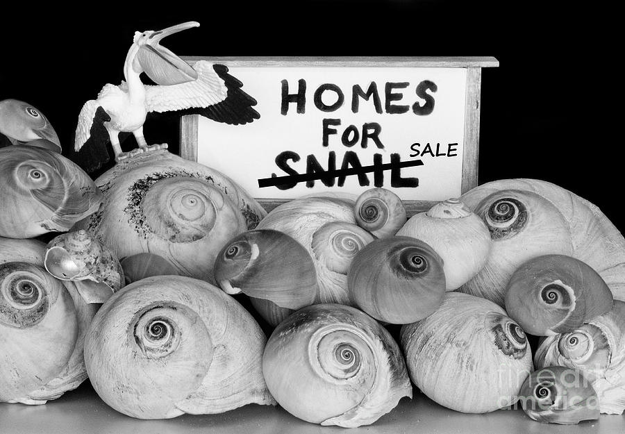Homes For Snail...Sale Photograph by Bob Christopher