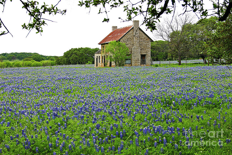 Texas Photograph - Homestead in Bluebonnets by A C Kandler