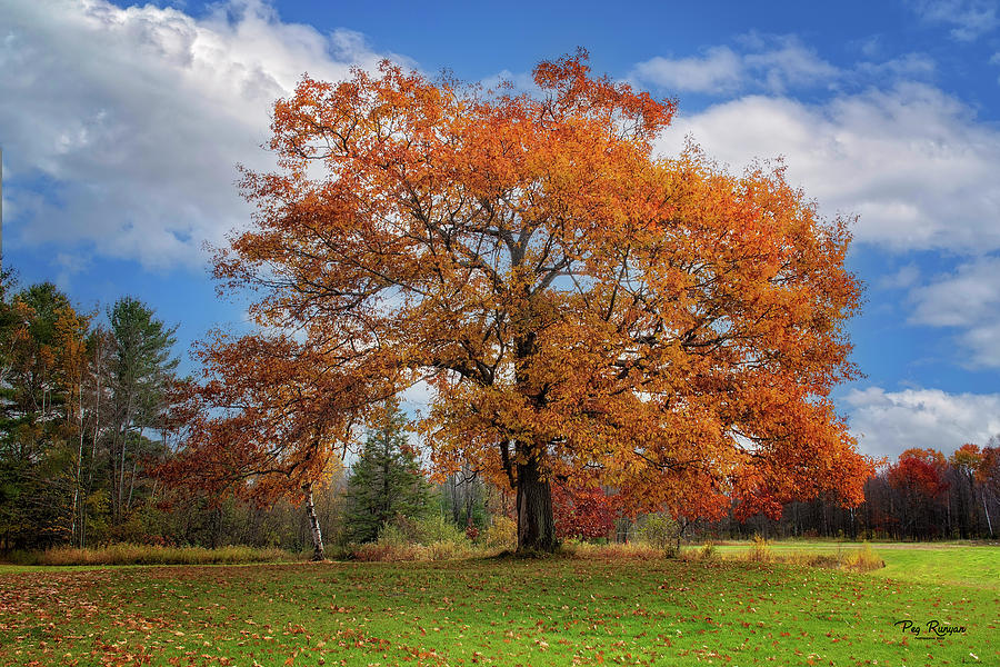 Homestead Oak Photograph by Peg Runyan - Pixels