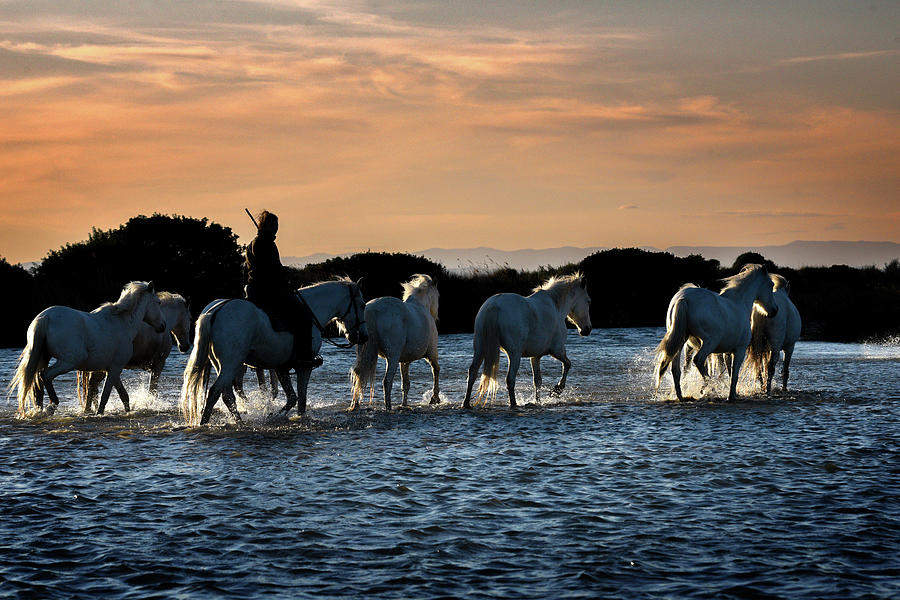 Homeward bound gardian and Camargue horses Photograph by Jean Gill