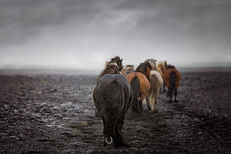 Homeward bound - Horse Art Photograph by Lisa Saint