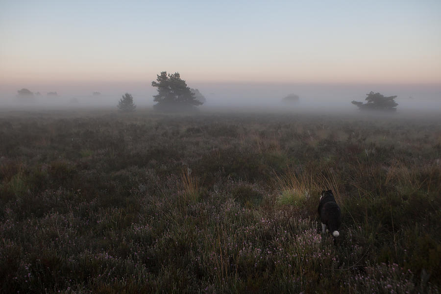 Hond op de hei bij dageraad Photograph by MarcusR