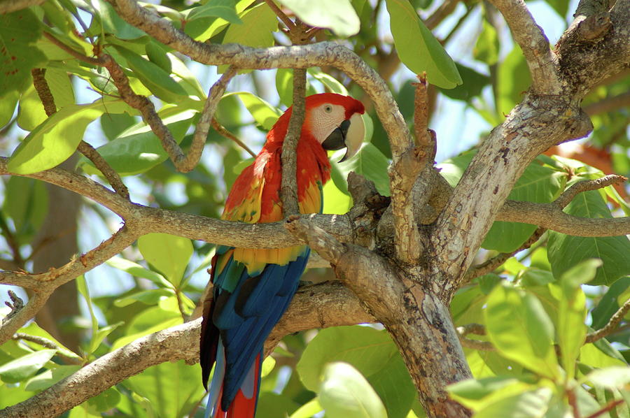 Honduran Parrot Photograph by Sheri Doyle - Fine Art America