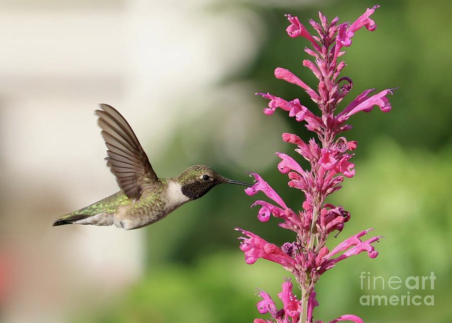 Honed In Hummingbird Photograph by Carol Groenen