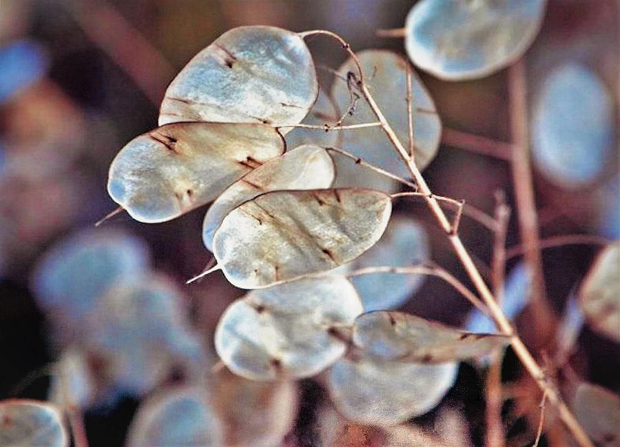 Honesty - Silver Dollar Photograph by Elizabeth Pennington - Fine Art ...