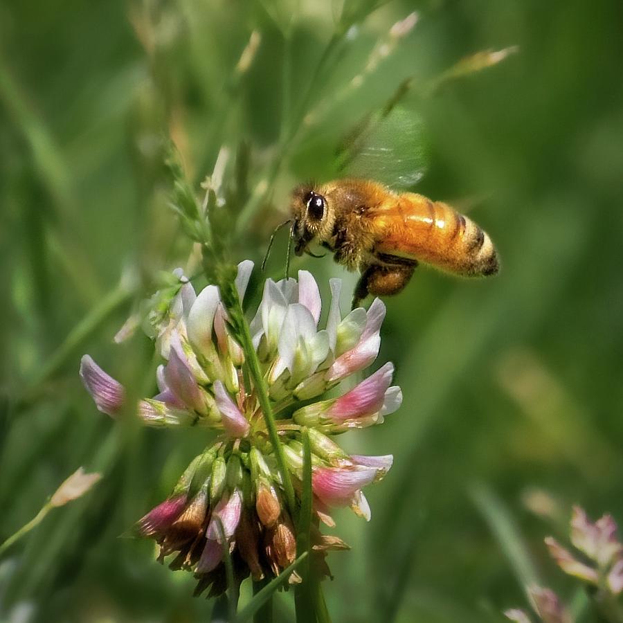 Flower Photograph - Honey Bee #1 by Matthew Adelman