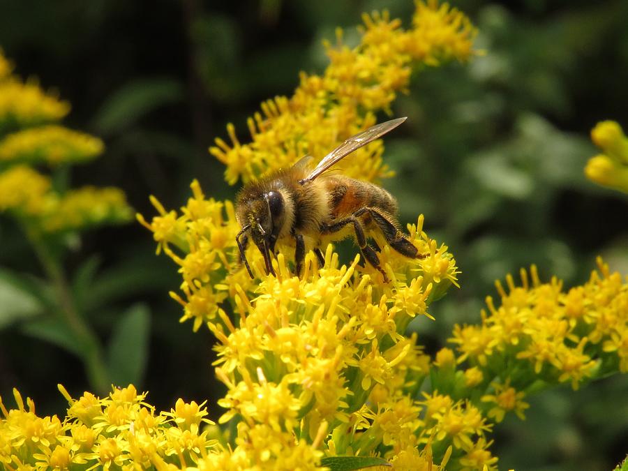 Honey Bee - #16063 Photograph by StormBringer Photography - Fine Art ...