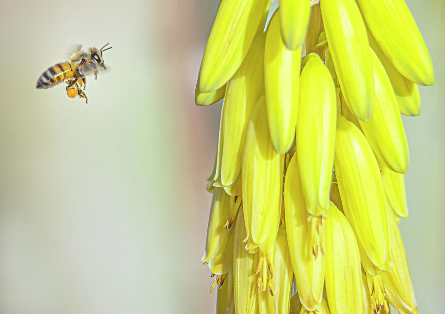 Honey Bee 4730-041720-2 Photograph by Tam Ryan