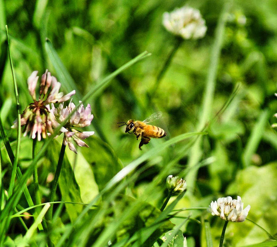 Honey Bee and Clover Photograph by Russel Considine