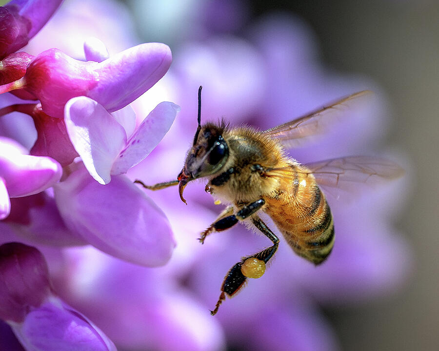 Honey Bee and Flower Photograph by James Barber