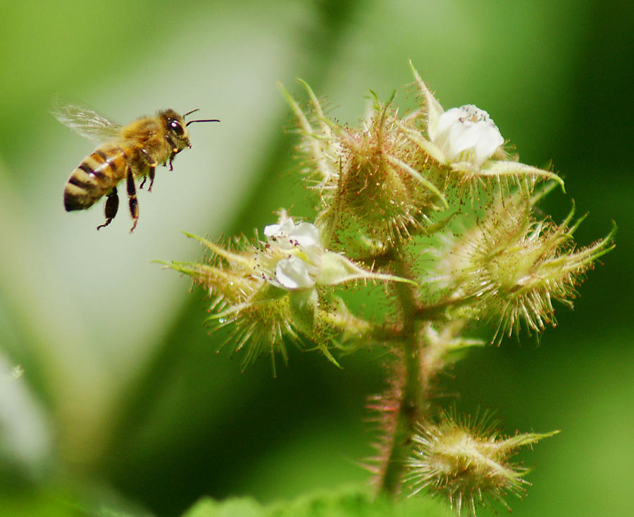 Honey Bee and Raspberry Bush Photograph by Russel Considine
