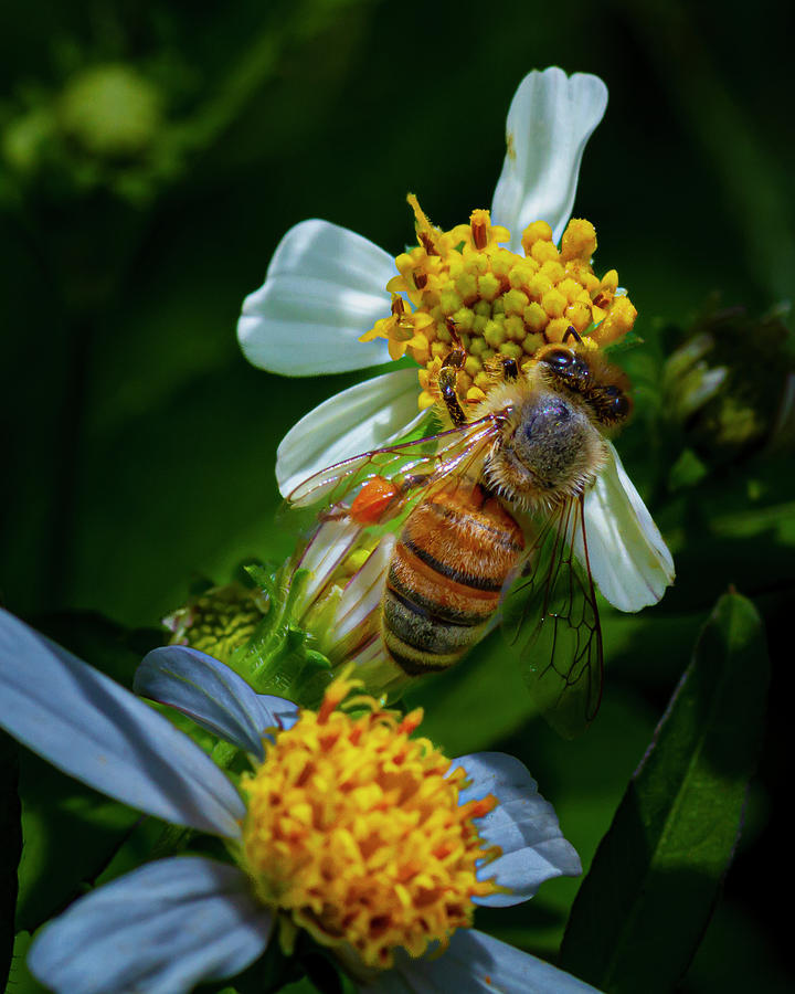 Honey Bee and Spanish Needles Photograph by Jennifer Howell - Fine Art ...