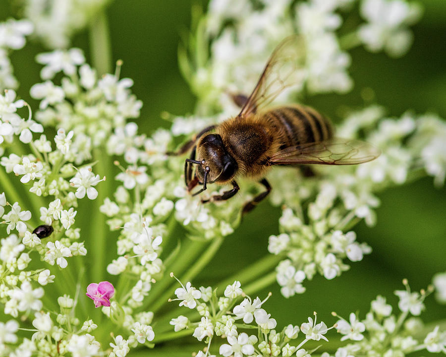 Honey Bee and White Flowers Photograph by Amelia Pearn