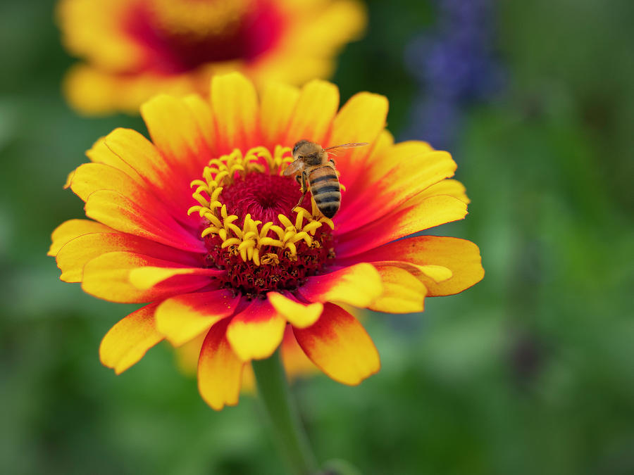 Honey Bee and Zinnia Photograph by Steve Sisk - Fine Art America