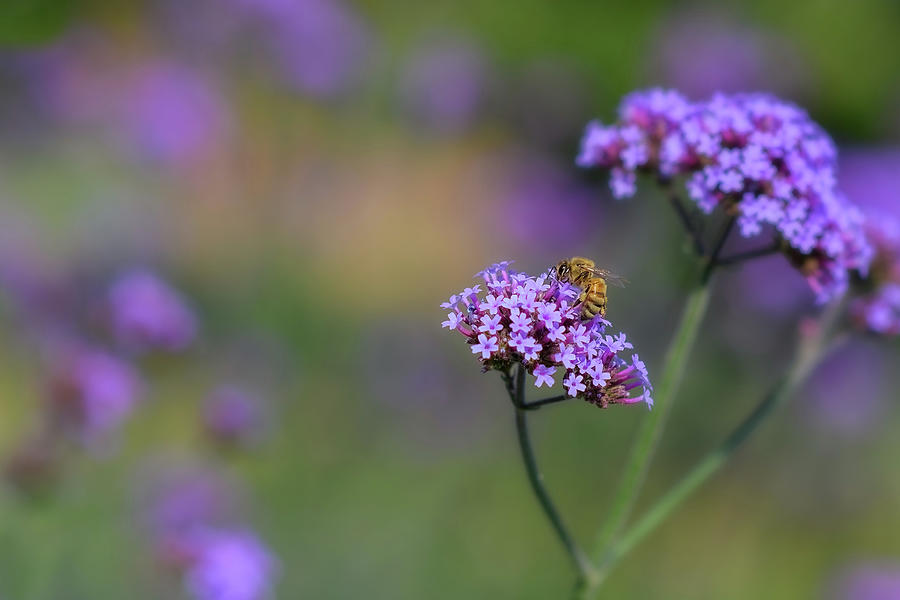Honey Bee at Work Photograph by Fon Denton