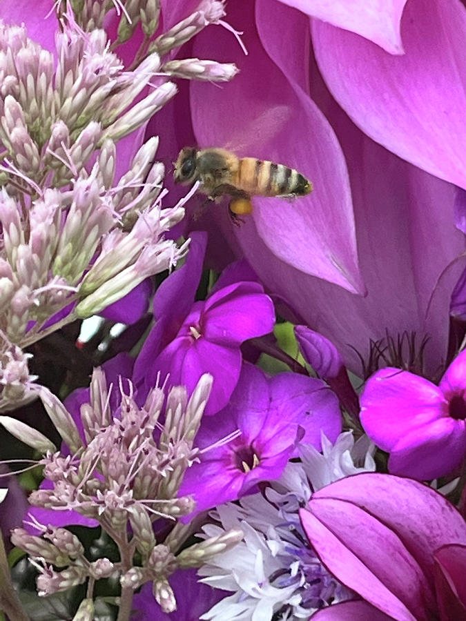 Honey Bee Bouquet Photograph by Debby Skogman - Fine Art America