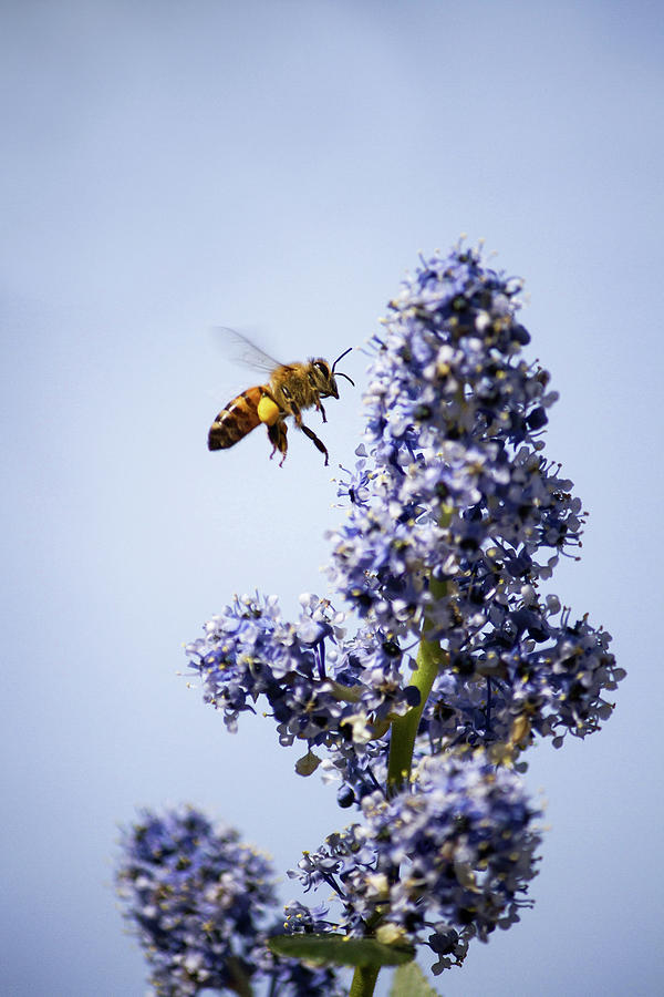 Honey Bee Photograph by Cheryl Day