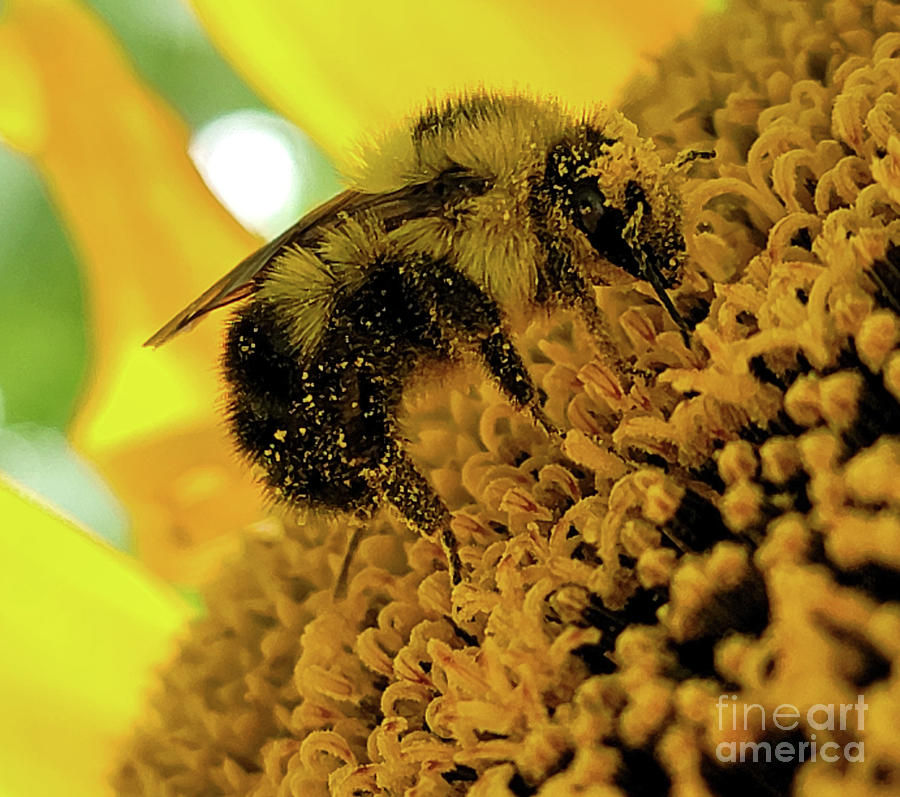 Honey Bee Covered In Pollen Photograph By Christina Smith Pixels