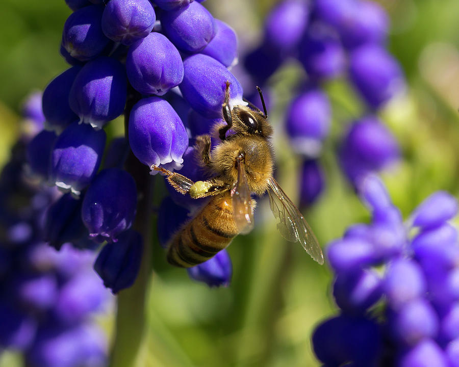 Honey Bee Photograph by David Beechum