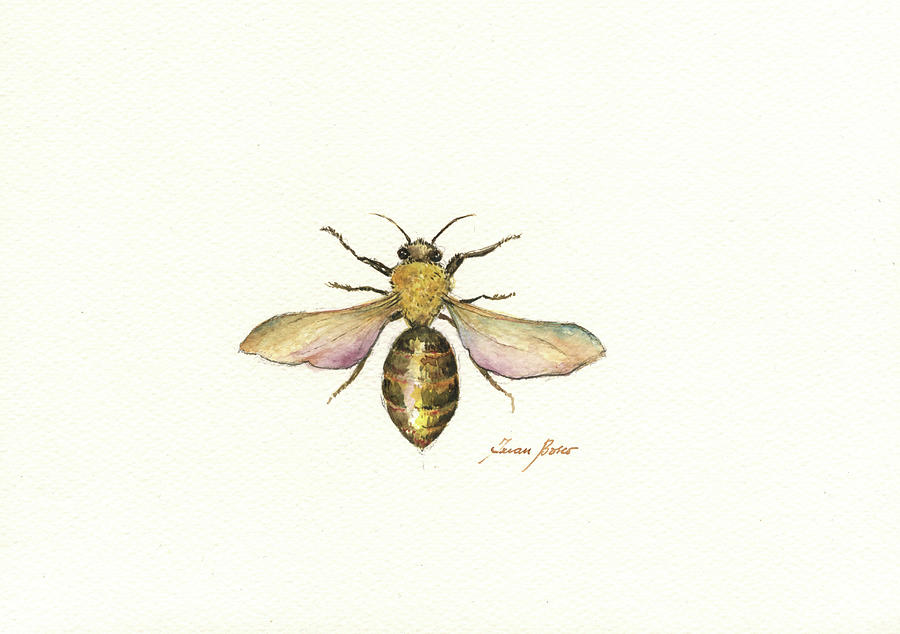 https://images.fineartamerica.com/images/artworkimages/mediumlarge/3/honey-bee-drawing-juan-bosco.jpg