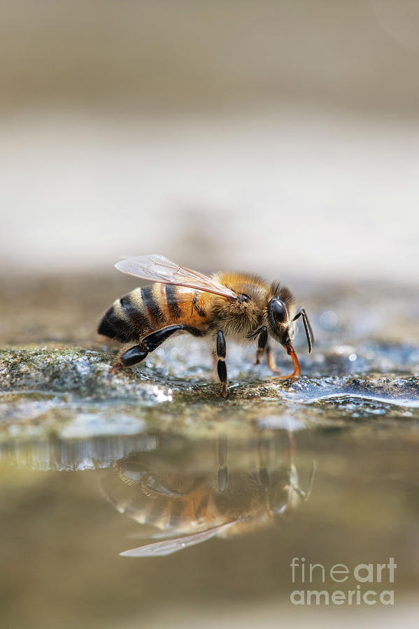 Honey Bee Drinking Water with Reflection Photograph by Tim Gainey