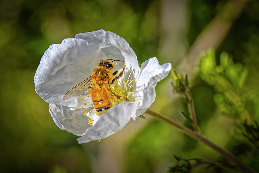 Honey Bee Photograph by Fred J Lord