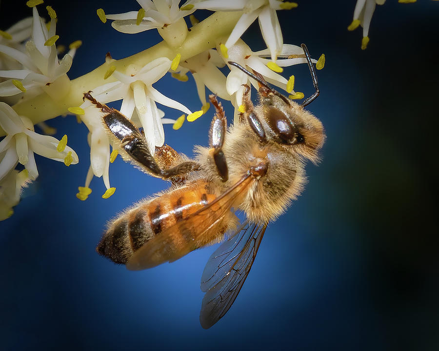 Honey Bee in Blue Photograph by Mark Andrew Thomas