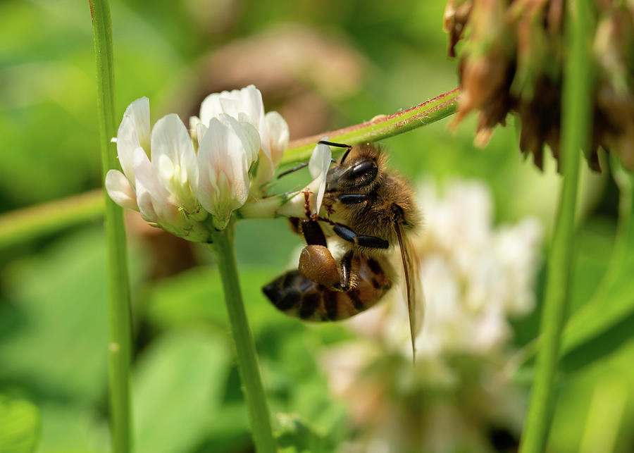 Honey Bee in Clover Photograph by Brooke Bowdren