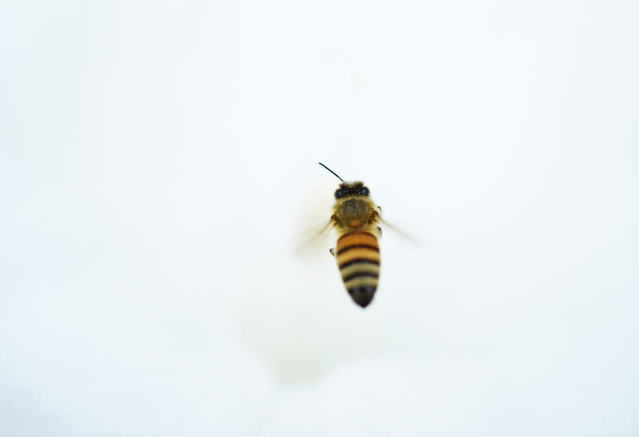 Insects Photograph - Honey Bee in Flight by Iris Richardson