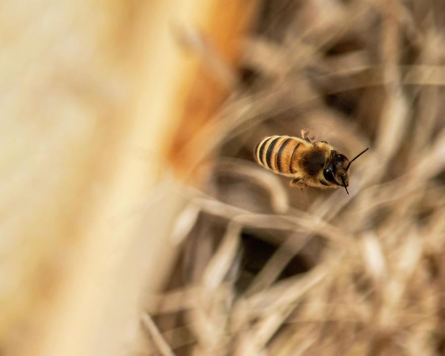 Honey Bee In Flight Photograph
