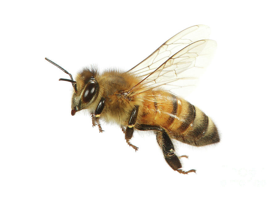 Honey Bee in flight Photograph by Warren Photographic